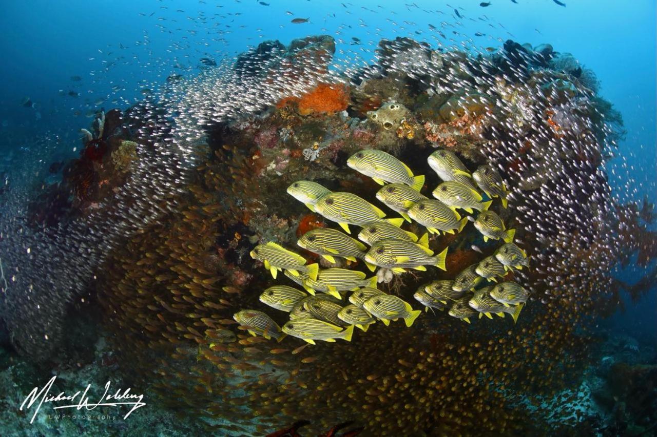 Coriana Dive Resort Waisai Exterior photo