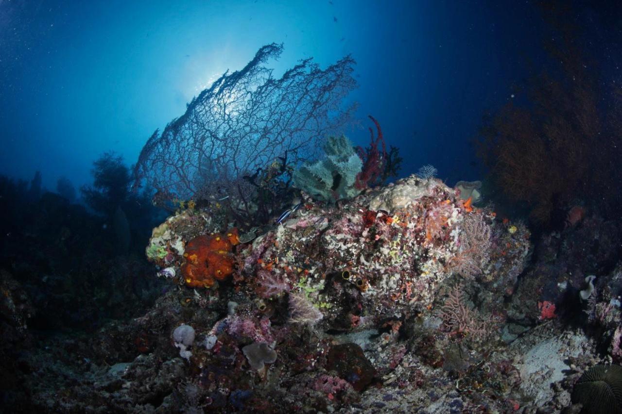 Coriana Dive Resort Waisai Exterior photo